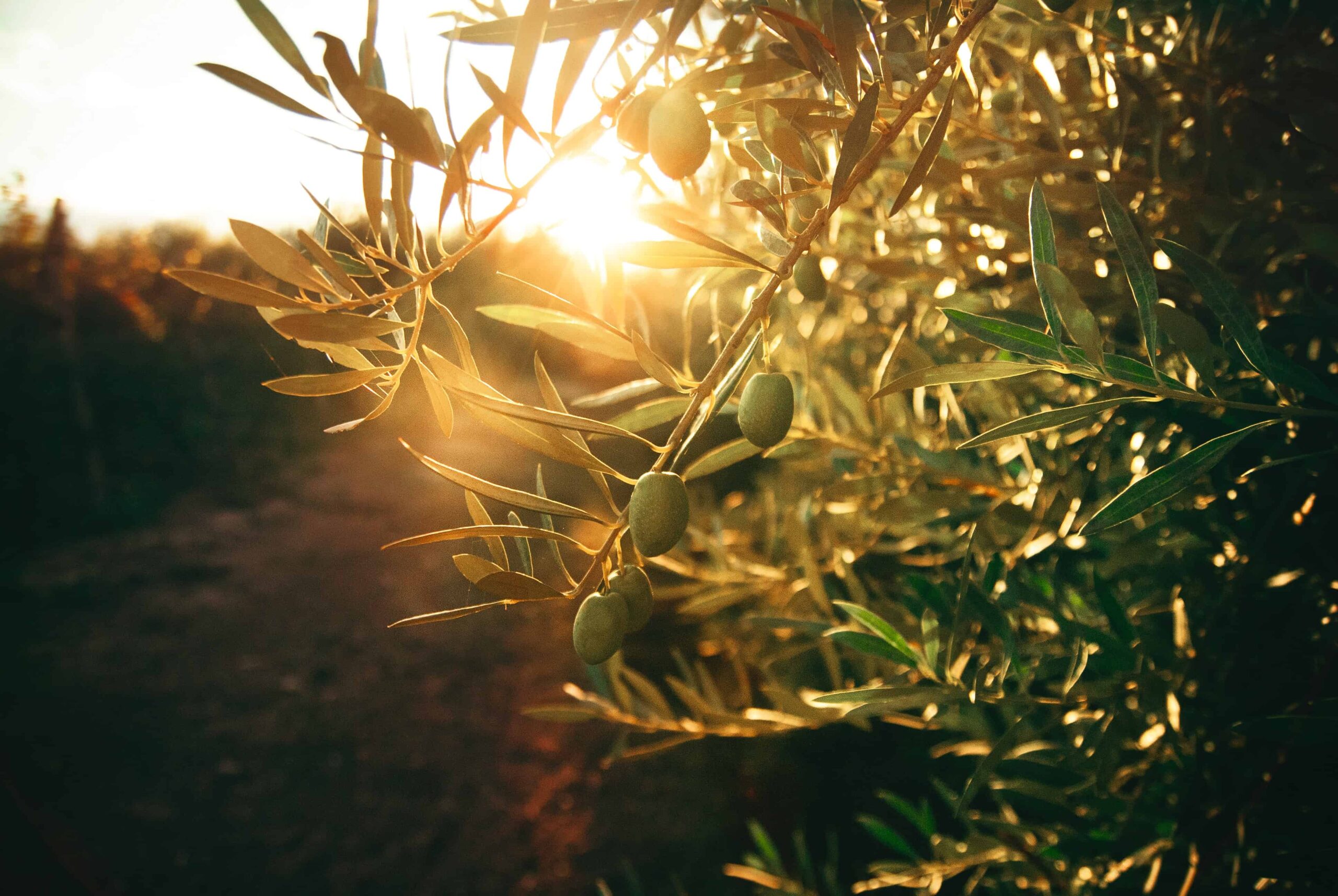 IGP, DOP e Cultivar: Le parole dell’olio di qualità